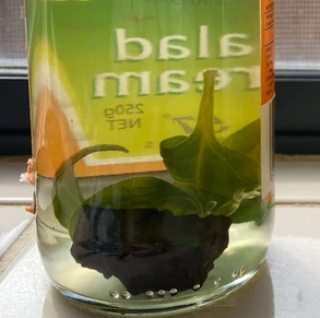 Leaves in a jar of water