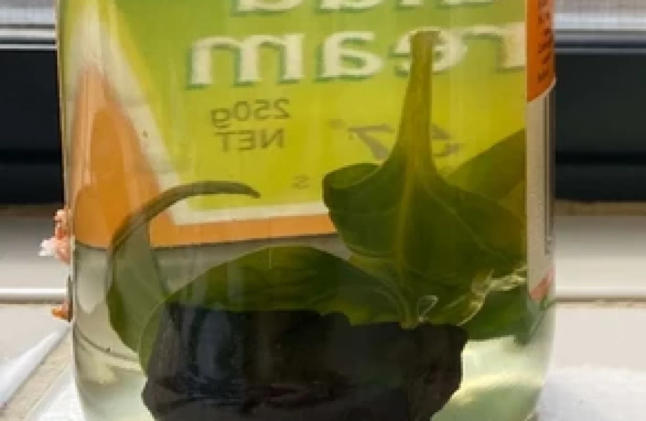 Leaves in a jar of water